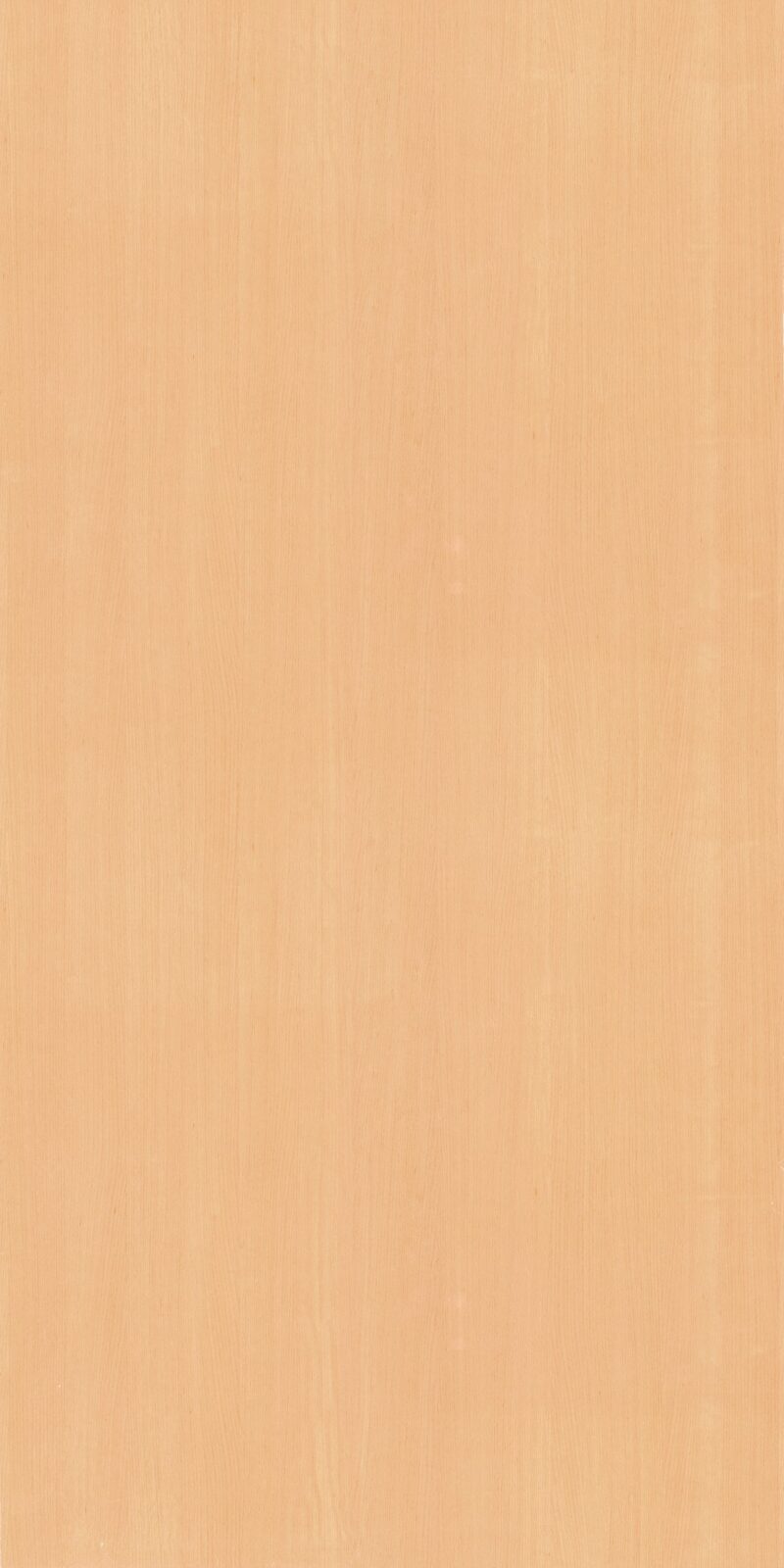 Steam Beech - I