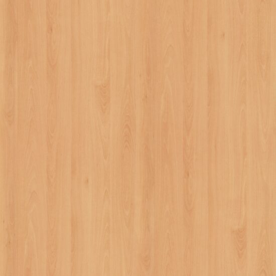 Mangfall Beech