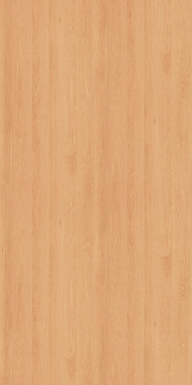 Mangfall Beech